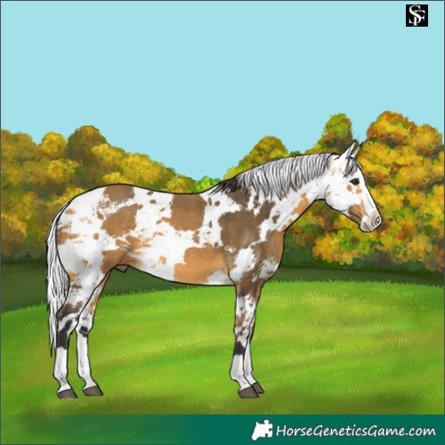 Horse Color:Buckskin Harlequin Merle Splash 
