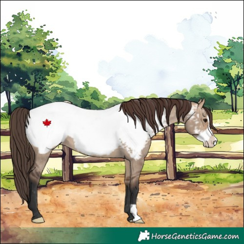 Horse Color:Bay Dun Frame Appaloosa