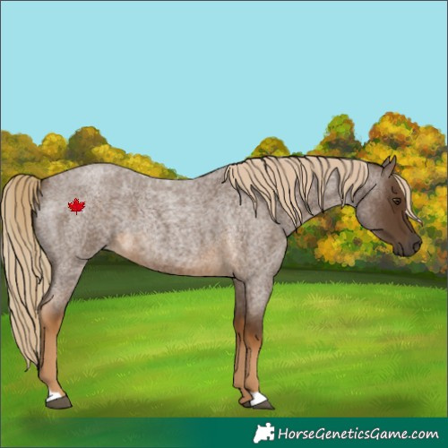 Horse Color:Chocolate Palomino Roan