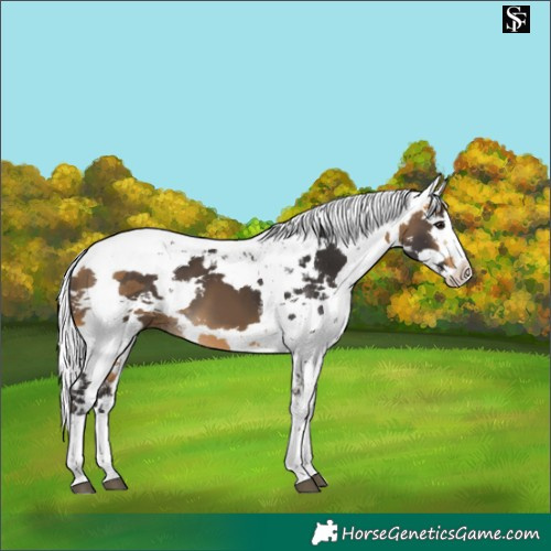 Horse Color:Buckskin Harlequin Merle Splash 
