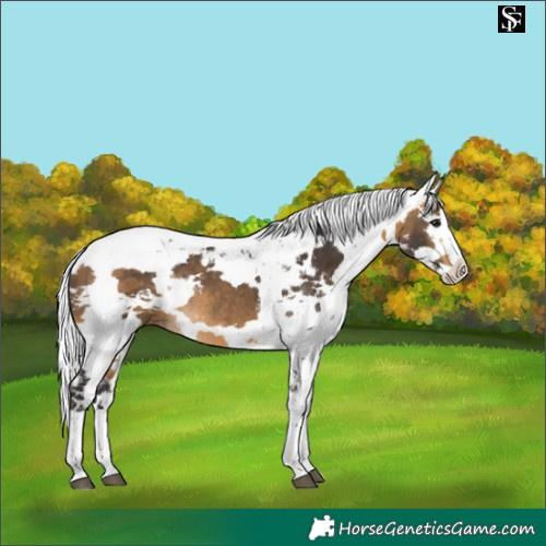 Horse Color:Buckskin Harlequin Merle Splash 