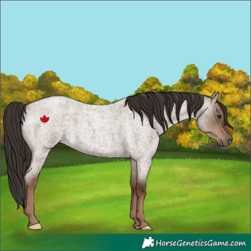 Horse Color:Liver Red Dun Roan 