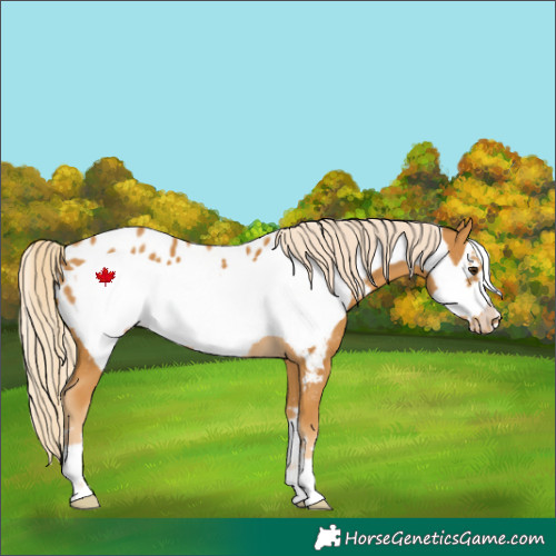 Horse Color:Palomino Frame Appaloosa