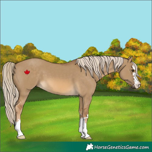 Horse Color:Chocolate Palomino Dun