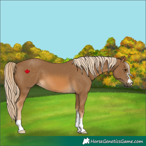 Horse Color:Chocolate Palomino