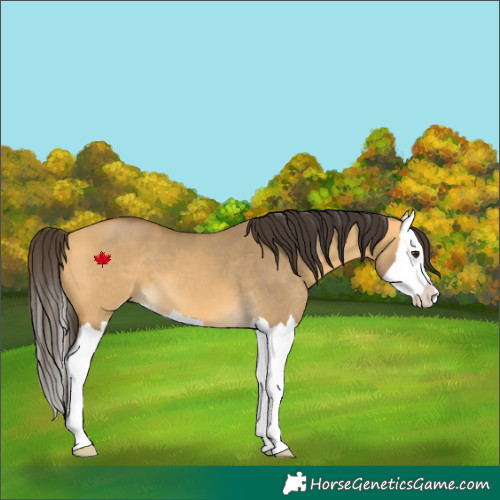 Horse Color:Buckskin Dun Splash