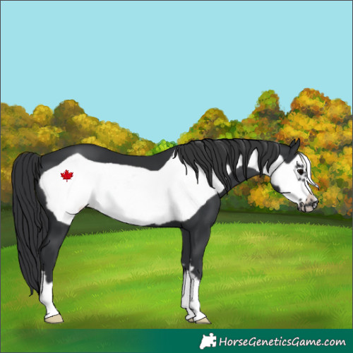 Horse Color:Black Frame 