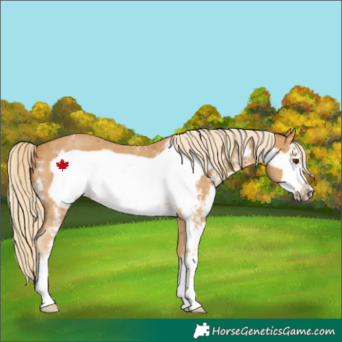 Horse Color:Palomino Sabino Frame