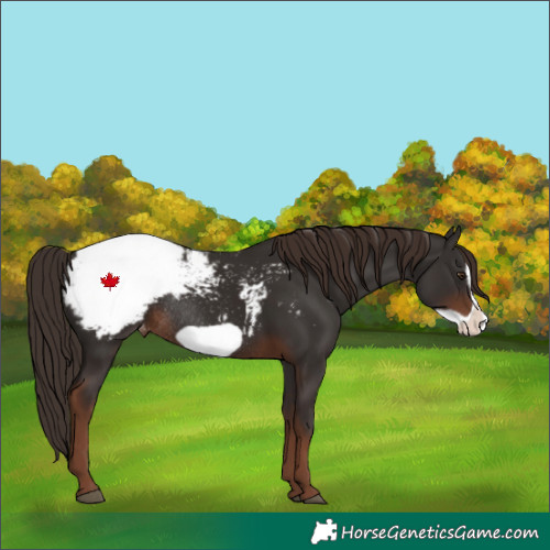 Horse Color:Liver Chestnut Frame Snowcap Rabicano 