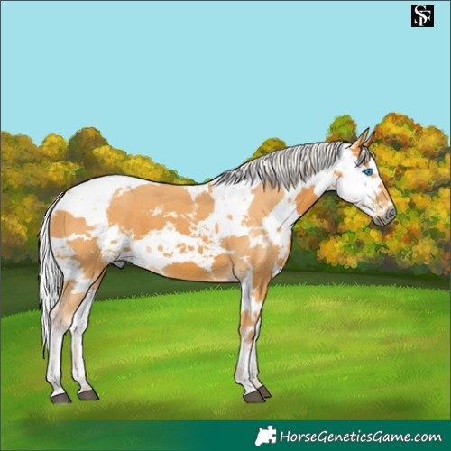 Horse Color:Silver Buckskin Harlequin Merle 