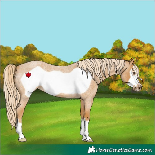 Horse Color:Palomino Roan Frame