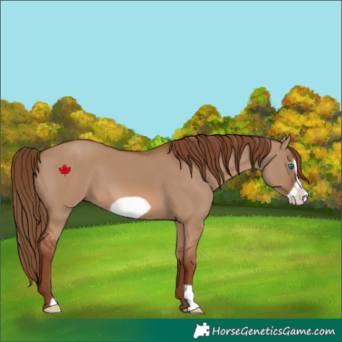 Horse Color:Red Dun Frame