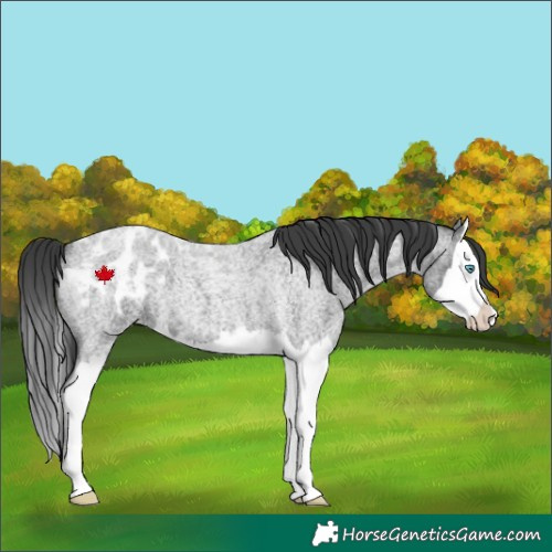 Horse Color:Blue Roan Splash Appaloosa 