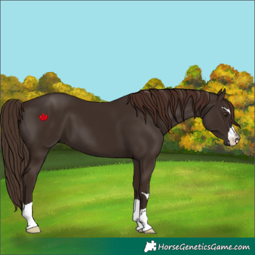 Horse Color:Liver Chestnut