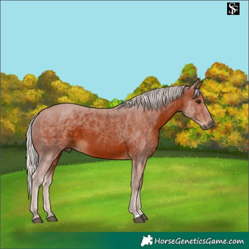 Horse Color:Silver Brown 
