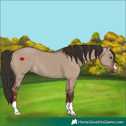 Horse Color:Liver Red Dun