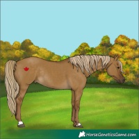 Horse Color:Chocolate Palomino Dun Rabicano