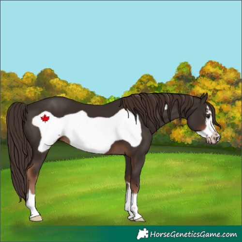 Horse Color:Liver Chestnut Frame