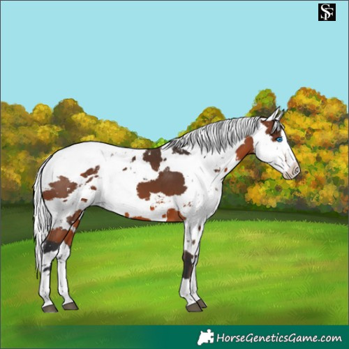 Horse Color:Brown Harlequin Merle Splash 