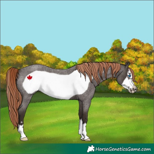Horse Color:Liver Red Roan Frame 
