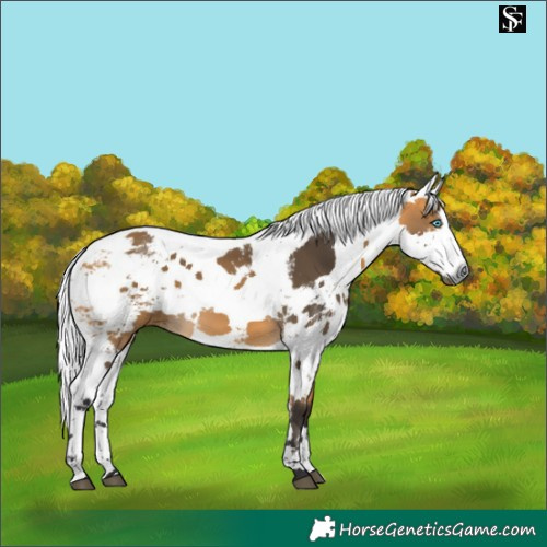 Horse Color:Buckskin Harlequin Merle 
