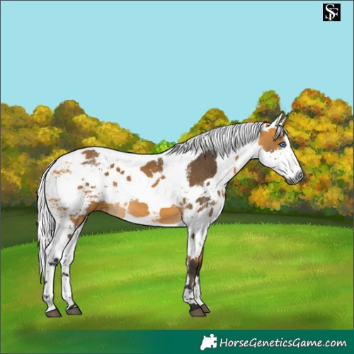 Horse Color:Buckskin Harlequin Merle 