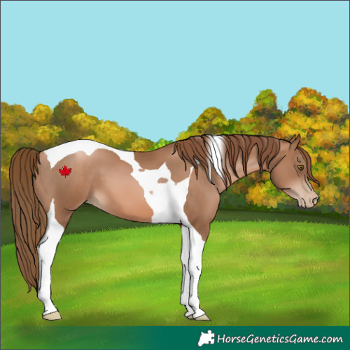 Horse Color:Liver Chestnut Pearl Tobiano