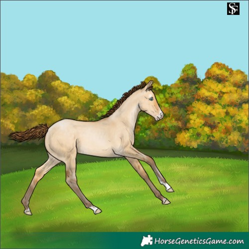 Horse Color:Gray Buckskin Pearl Dun Sabino 