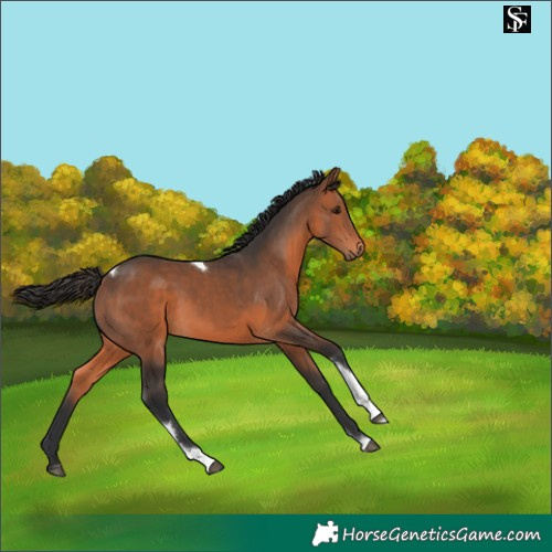 Horse Color:Bay Tobiano 