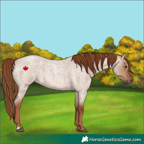 Horse Color:Red Dun Roan 
