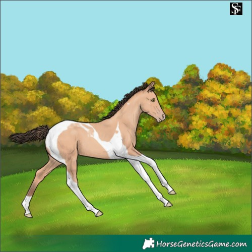 Horse Color:Amber Champagne Tobiano 