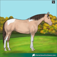 Horse Color:Amber Champagne Tobiano