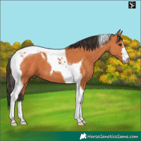 Horse Color:Bay Tobiano 