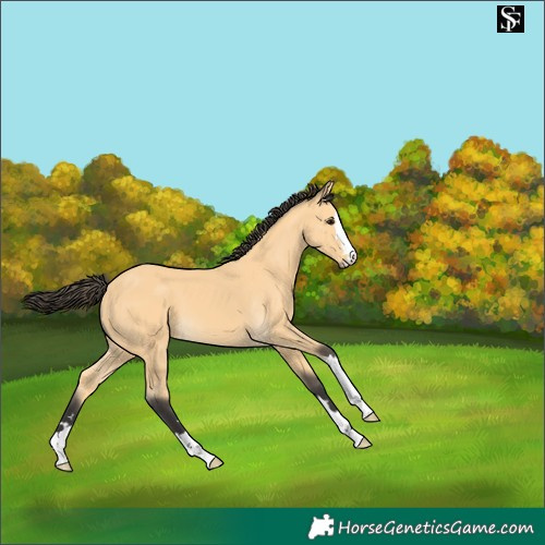 Horse Color:Buckskin 