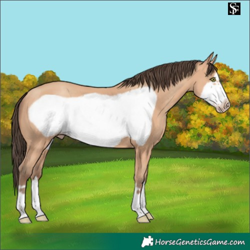 Horse Color:Amber Champagne Frame 