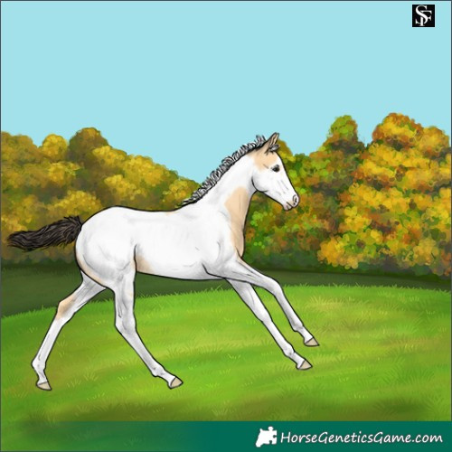 Horse Color:Buckskin Tobiano Frame 