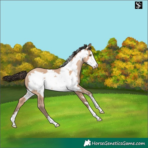 Horse Color:Amber Champagne Frame 