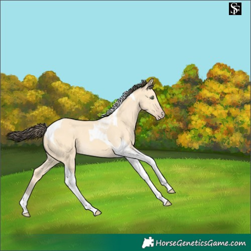 Horse Color:Amber Cream Champagne Tobiano 