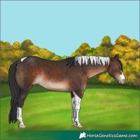 Horse Color:Brown Tobiano Varnish 