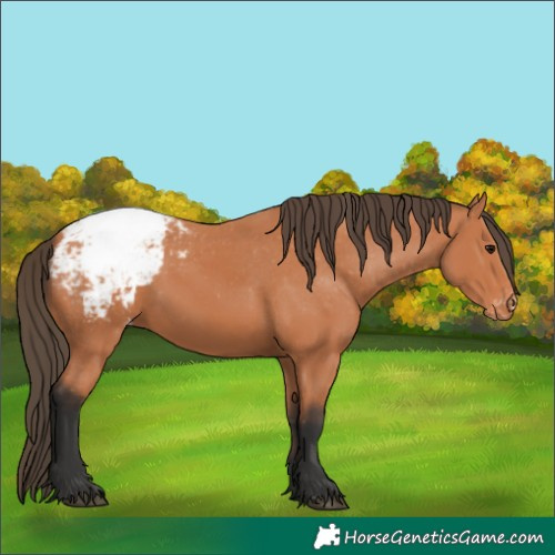 Horse Color:Bay Appaloosa 