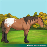 Horse Color:Bay Appaloosa 