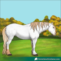 Horse Color:Red Dun Appaloosa 