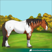 Horse Color:Bay Appaloosa 