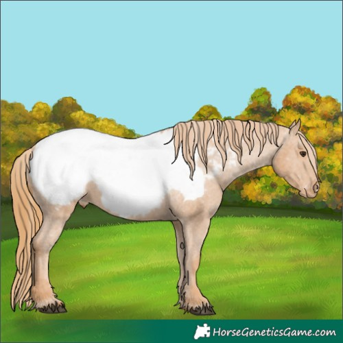 Horse Color:Chestnut Appaloosa 