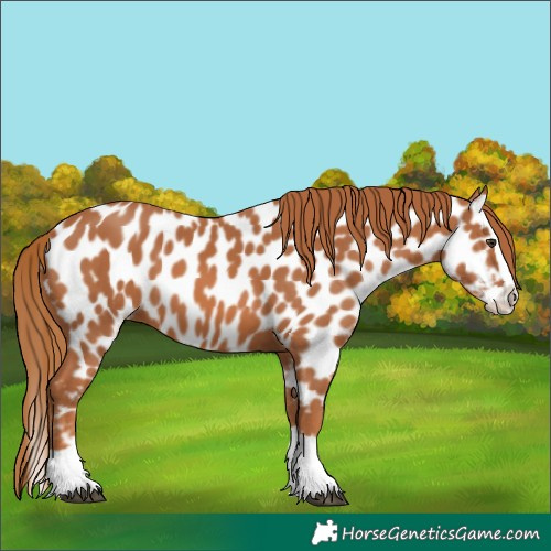 Horse Color:Chestnut Splash Appaloosa 