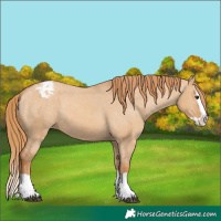 Horse Color:Red Dun Splash Appaloosa 