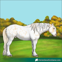 Horse Color:Palomino Dun Splash Tobiano Appaloosa Rabicano