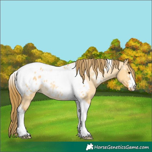Horse Color:Buckskin Dun Tobiano Appaloosa Rabicano 