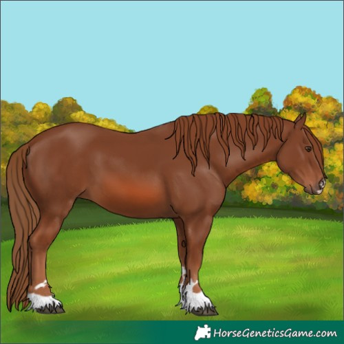 Horse Color:Chestnut 