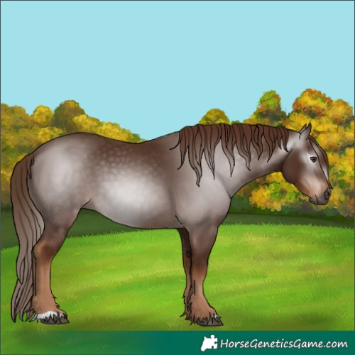 Horse Color:Gray Chestnut
